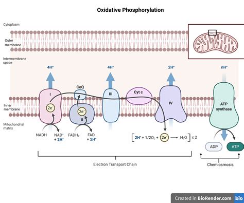 7 4 Oxidative Phosphorylation Biology For Ap Courses Atp Formation Worksheet 8 Answers - Atp Formation Worksheet 8 Answers