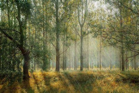 7 Alasan Pentingnya Hutan dalam Kehidupan Manusia - raincitystudios.com