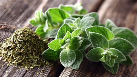 7 Amazing Health Benefits of Oregano - Drying All Foods