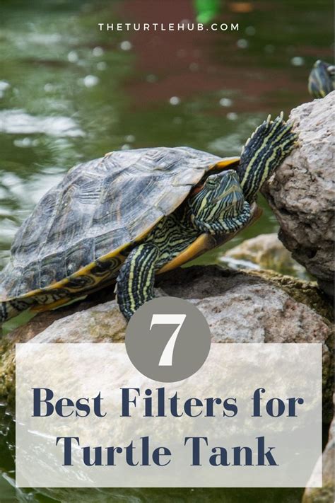 7 Best Filters for Turtle Tank (That Actually Works) - raincitystudios.com