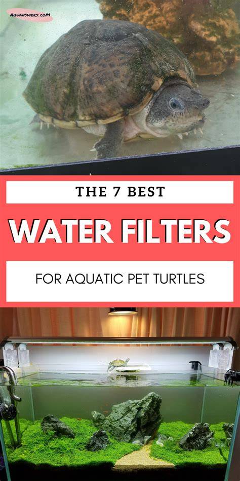 7 Best Filters for Your Turtle Tank & its Gallon Capacity - raincitystudios.com