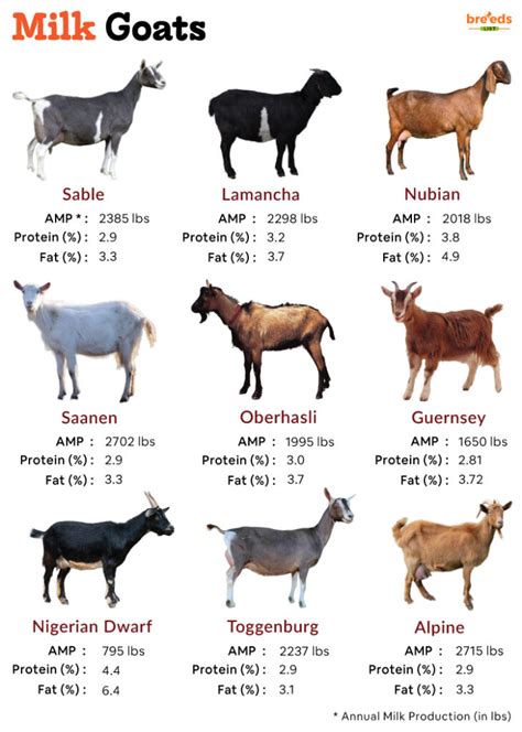 7 Best Goat Breeds for Milk Production That … - raincitystudios.com