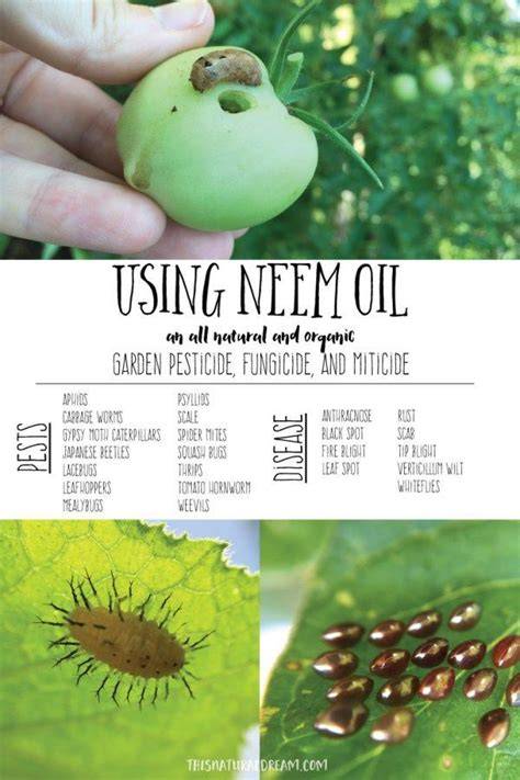 7 Best Neem Oil Recipes For Flower Pests - raincitystudios.com