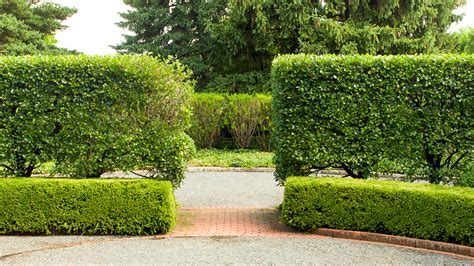 7 Best plants for a living fence: Natural privacy hedges that beautify ... - raincitystudios.com