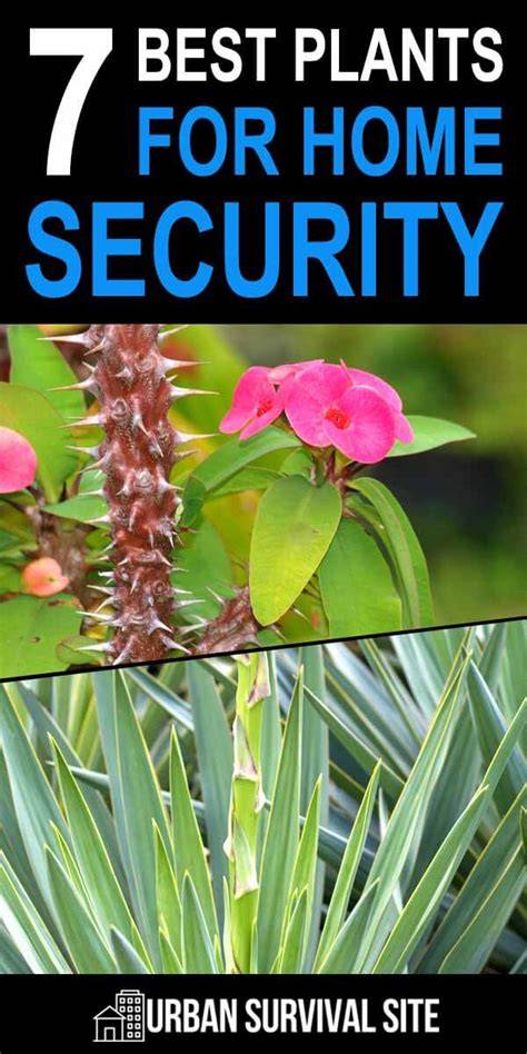 7 Best Plants for Home Security - Urban Survival Site - raincitystudios.com