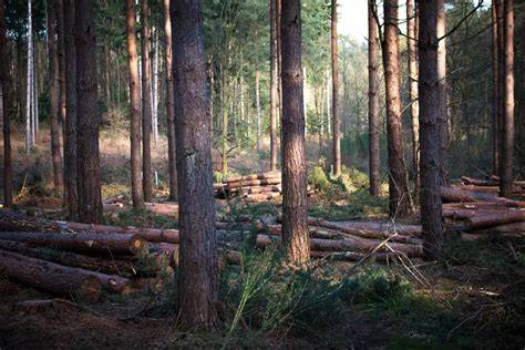 7 best practices for responsible forest logging - raincitystudios.com