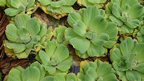 7 Best Aquatic Plants in India You Must Grow