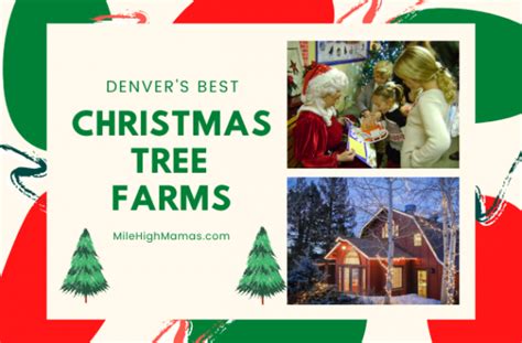 7 Best Christmas tree farms in Denver Mile High Mamas