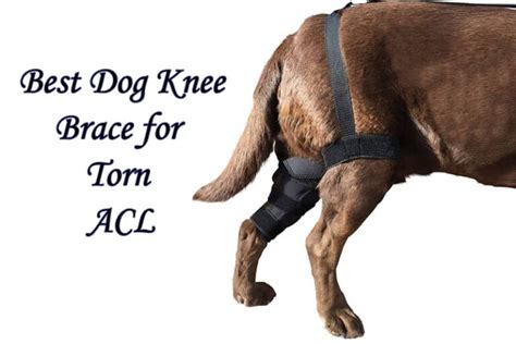 7 Best Dog knee Braces for Torn ACL Buyer Guide and …