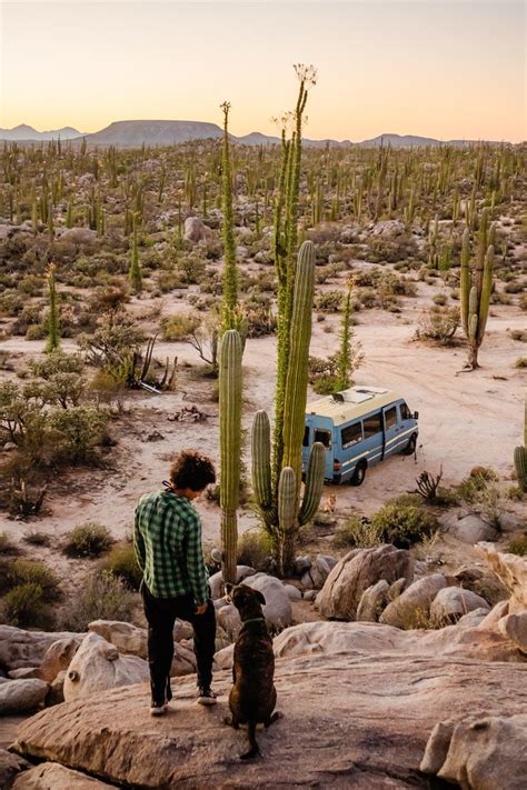 7 Best Dog-Friendly Hiking Trails In Saguaro National Park