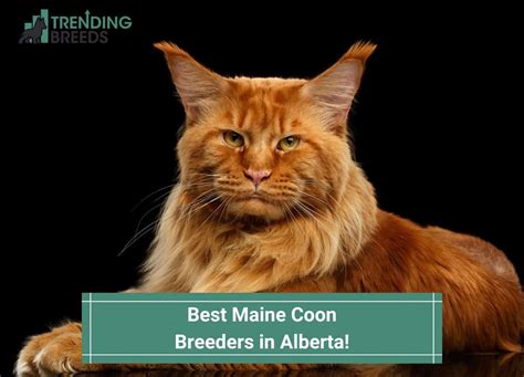 7 Best Maine Coon Breeders in Alberta! (2024)