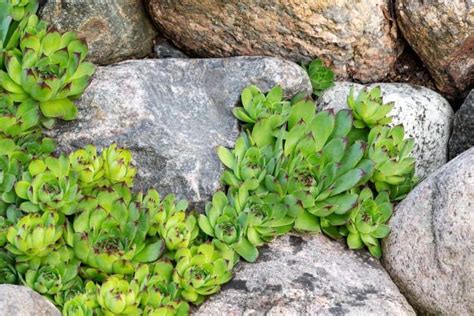 7 Best Plants That Grow In Rocks - Webg…