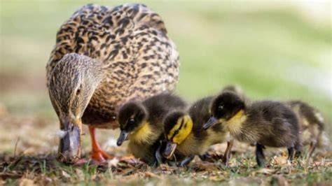7 Common Duckling Feeding Mistakes and 11 Foods That Help Them Grow ... - raincitystudios.com
