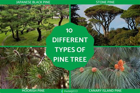 7 Common Types Of Pine Trees In Australia - ProGardenTips - raincitystudios.com