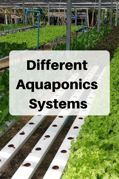 7 Different Aquaponics Systems for the Home Grower - raincitystudios.com