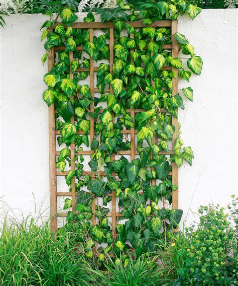 7 Evergreen Climbing Vines - Gardening Know How - raincitystudios.com