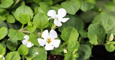 7 Emerging Benefits of Bacopa monnieri (Brahmi) - Healthline