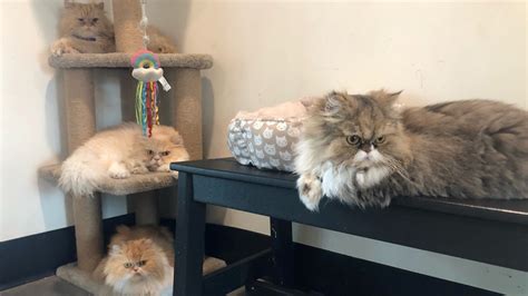 7 Florida Persian cats with six-figure inheritance to be adopted soon