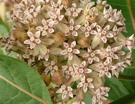 7 Great Reasons for Growing Milkweed Plants - Dengarden