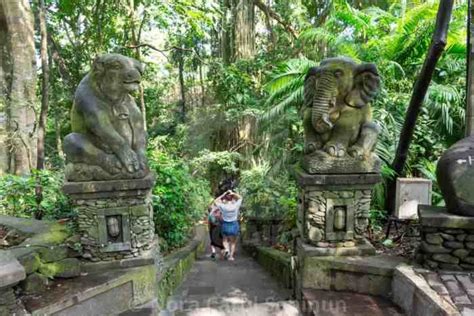 7 Hutan di Bali Populer - hutan pinus kintamani … - raincitystudios.com