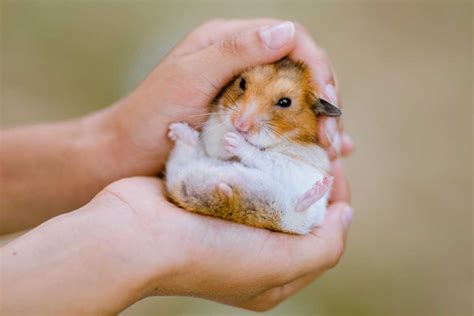 7 Hamster Health Issues Every Owner Needs to Know About