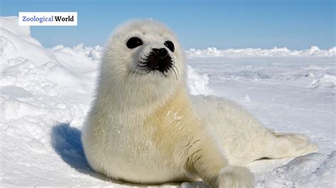 7 Harp Seal interesting facts - Zoological World