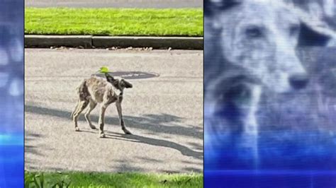 7 Investigates: Coyote Concern