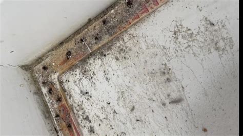 7 Investigates: Dangerous mold spreading through luxury apartments in Quincy