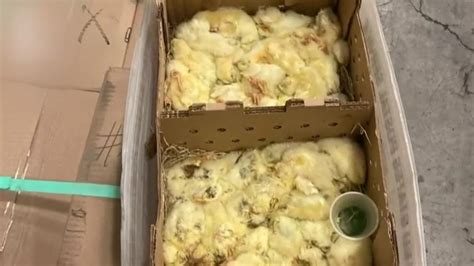7 Investigates: Handled With Care? Live Baby Chickens Shipped in the Mail 