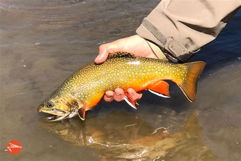 7 Killer Spots To Catch Brook Trout in Colorado - Fly Fishing Fix