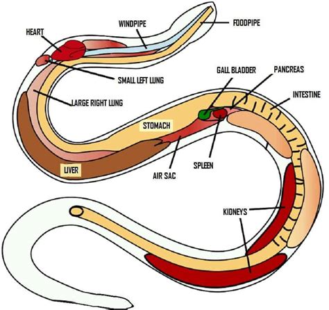 7 Main Ligaments and Muscles in a Snake Reptiles - Biology …