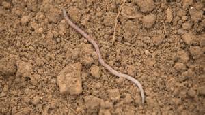 7 organically approved soil amendments to boost cropping systems - raincitystudios.com