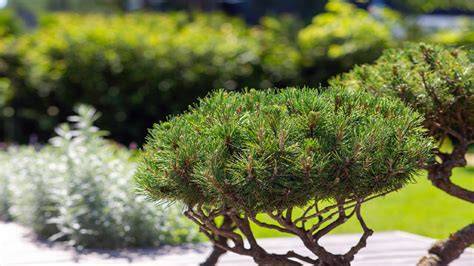 7 Popular Dwarf or Miniature Fruit Trees For A Limited Space - raincitystudios.com