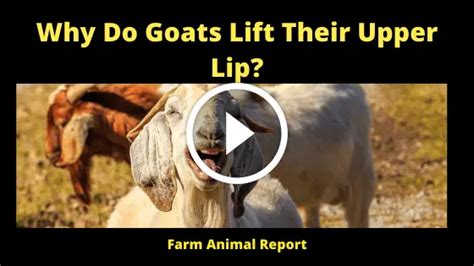 7 Responses: Why Do Goats Curl Their Lip? - Farm Animal Report