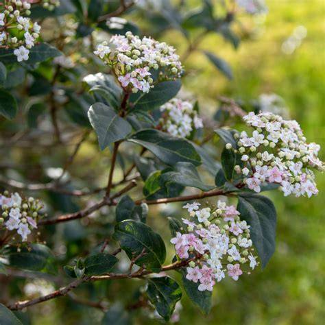 7 shrubs that thrive on neglect for a lush, low-maintenance garden ... - raincitystudios.com