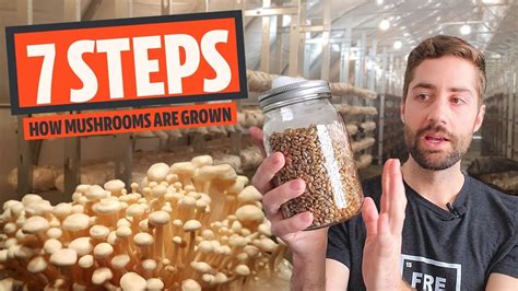7 Steps To Growing Mushrooms For Profit - Ventured - muktibox.com
