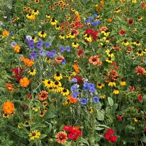 7 Steps to Planting the Perfect Wild Flower Seeds - raincitystudios.com