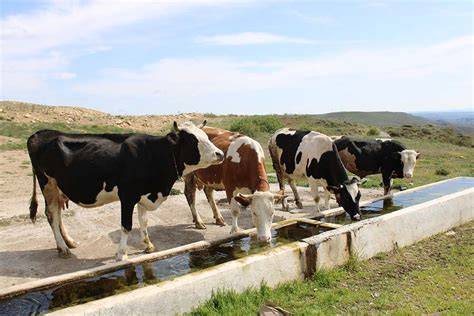 7 Sustainable Livestock Watering Systems That … - raincitystudios.com