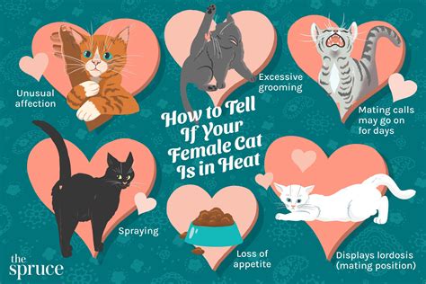 7 Signs a Female Cat is in Heat (What to Look For) - Pets Bubble