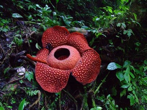 7 Strangest Rainforest Plants - Javi