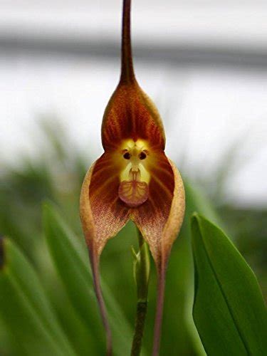 7 Surprising Facts About Orchids You Must Know In 2024: Orchid-Tree