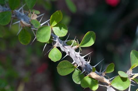 7 Thorny Plants for Security & Stunning US Gardens! Discover Now! - raincitystudios.com