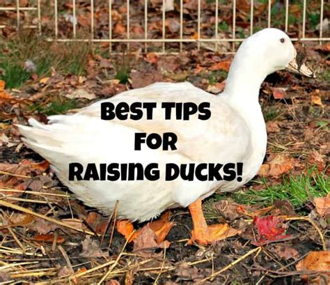 7 Tips For Raising Ducks With Chickens - Chickens And More - raincitystudios.com