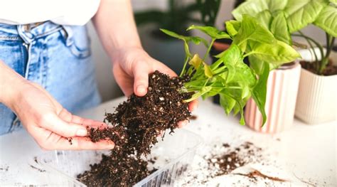 7 Tips for Treating Root Rot in Houseplants - raincitystudios.com