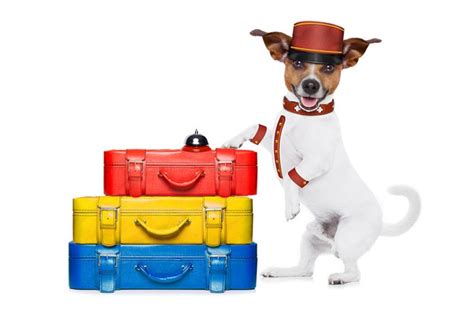 7 Tips For Staying In Hotels With Your Dog PetGuide