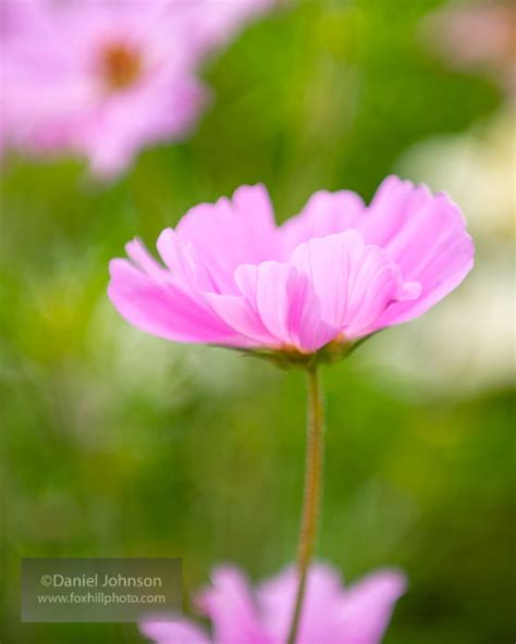 7 Tips for Photographing Flowers - Submittable Discover