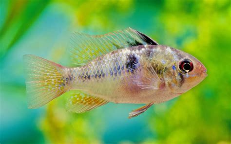 7 Types of Ram Cichlids – Colorful & Rare Species