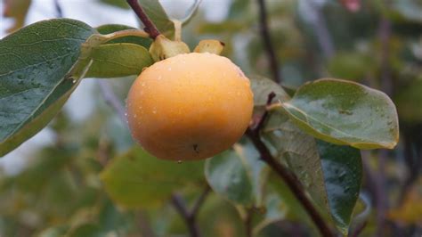 7 Unique Fruit Trees for Southern California - Ecology Artisans - raincitystudios.com