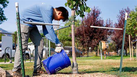 7 Ways to Encourage Urban Forests in Your City - raincitystudios.com