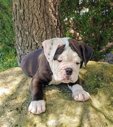 7 Week Old English Bulldog Puppies